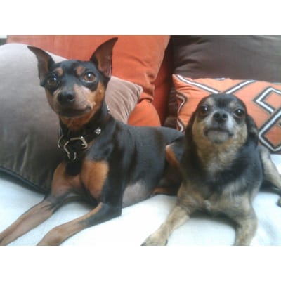 Rocco & Roxie Stain & Odor Eliminator (Enzyme)